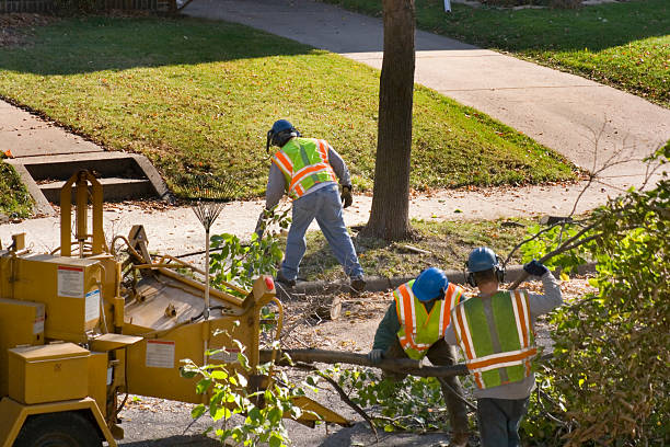 How Our Tree Care Process Works  in Fruitville, FL